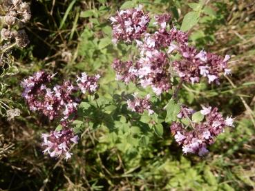 Preview: Dostpflanzen